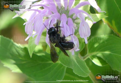 Thumbnail image #2 of the Two-Spotted-Longhorn-Bee