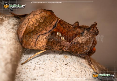 Thumbnail image of the Two-Spotted-Looper-Moth