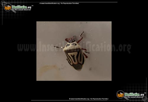 Thumbnail image of the Two-Spotted-Stink-Bug