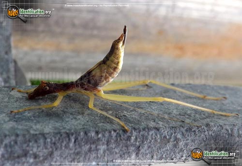 Thumbnail image of the Two-Spotted-Tree-Cricket