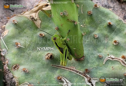 Thumbnail image #2 of the Two-Striped-Grasshopper