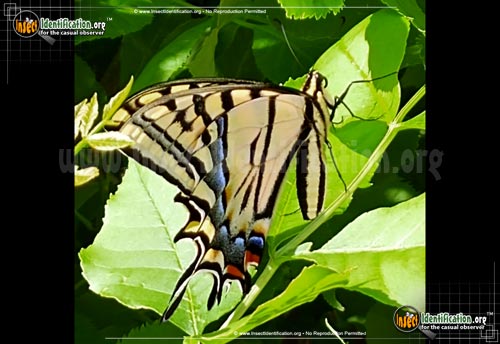 Thumbnail image #3 of the Two-Tailed-Swallowtail-Butterfly