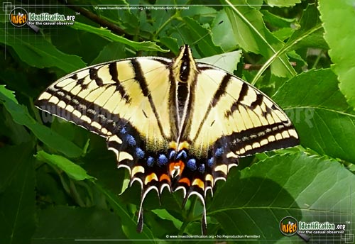 Thumbnail image of the Two-Tailed-Swallowtail-Butterfly