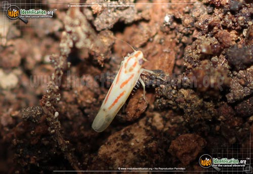 Thumbnail image of the Typical-Leafhopper-Dikrellla-cruentata