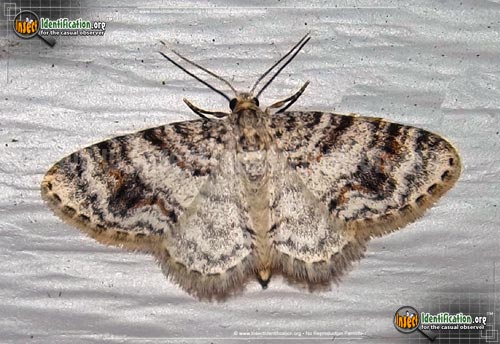 Thumbnail image of the Unadorned-Carpet-Moth