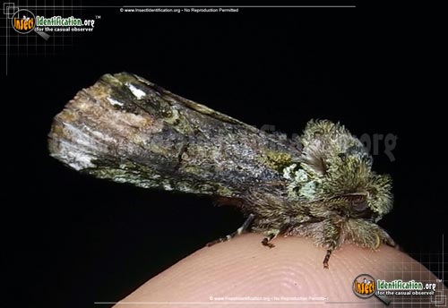Thumbnail image of the Unicorn-Caterpillar-Moth