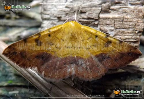 Thumbnail image of the Variable-Tropic-Moth