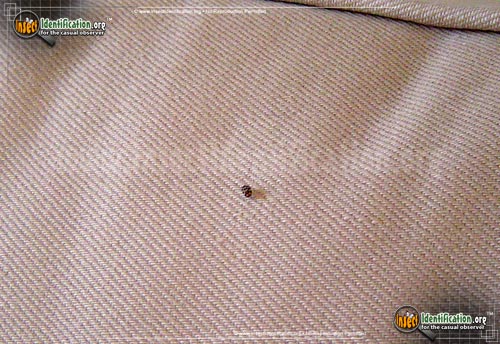 Thumbnail image #5 of the Varied-Carpet-Beetle