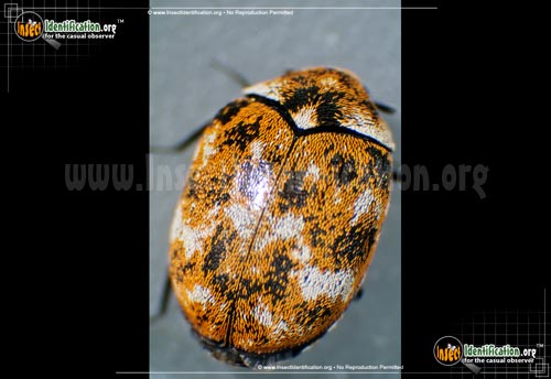 Thumbnail image of the Varied-Carpet-Beetle