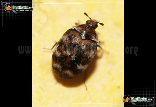 Thumbnail image #2 of the Varied-Carpet-Beetle