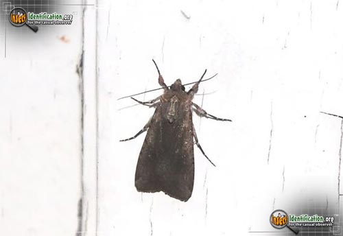 Thumbnail image of the Variegated-Cutworm-Moth