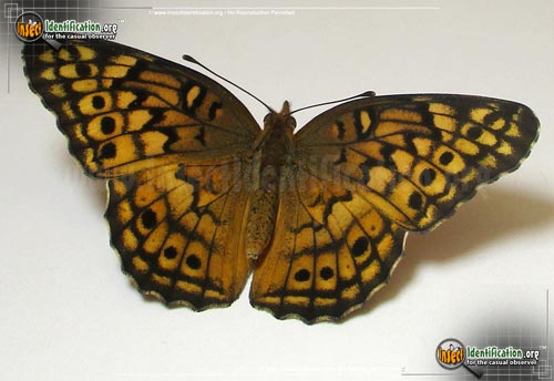 Thumbnail image #3 of the Variegated-Fritillary-Butterfly