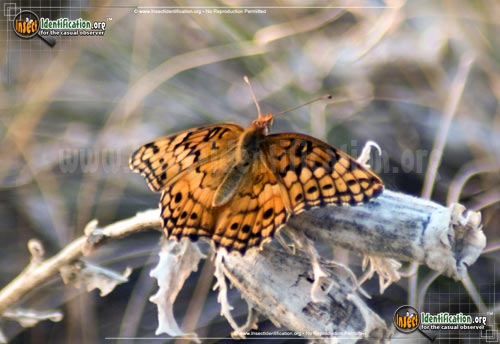 Thumbnail image #5 of the Variegated-Fritillary-Butterfly