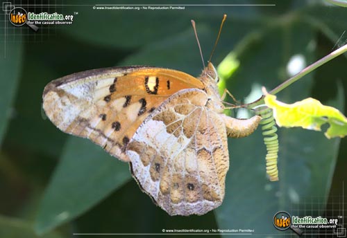 Thumbnail image #2 of the Variegated-Fritillary-Butterfly