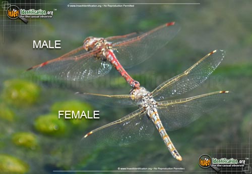 Thumbnail image of the Variegated-Meadowhawk-Dragonfly
