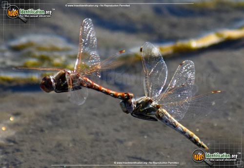 Thumbnail image #3 of the Variegated-Meadowhawk-Dragonfly
