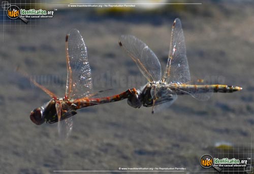 Thumbnail image #2 of the Variegated-Meadowhawk-Dragonfly