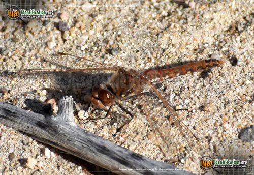 Thumbnail image #7 of the Variegated-Meadowhawk-Dragonfly