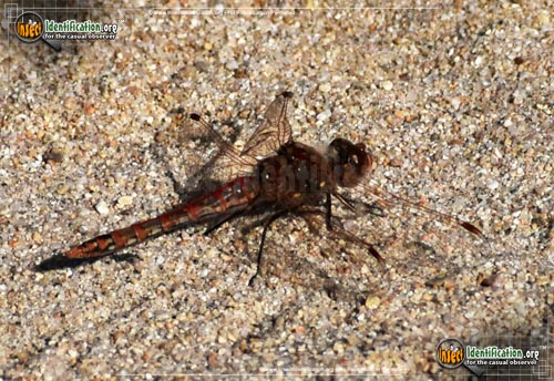 Thumbnail image #8 of the Variegated-Meadowhawk-Dragonfly