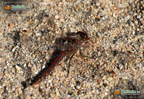 Thumbnail image #9 of the Variegated-Meadowhawk-Dragonfly