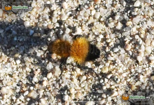 Thumbnail image of the Velvet-Ant-Dasymutilla-arenivaga