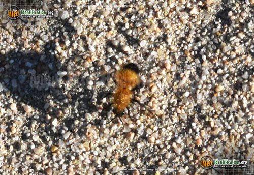 Thumbnail image #3 of the Velvet-Ant-Dasymutilla-arenivaga
