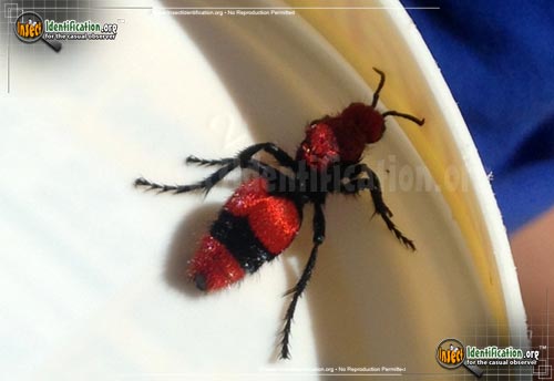 Thumbnail image of the Velvet-Ant
