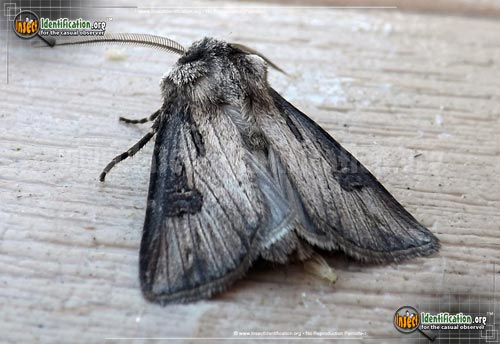 Thumbnail image of the Venerable-Dart-Moth