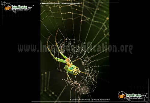 Thumbnail image #5 of the Venusta-Orchard-Spider