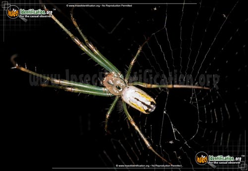 Thumbnail image #2 of the Venusta-Orchard-Spider