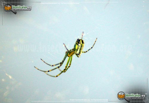 Thumbnail image #9 of the Venusta-Orchard-Spider