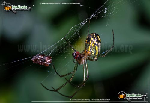 Thumbnail image #12 of the Venusta-Orchard-Spider