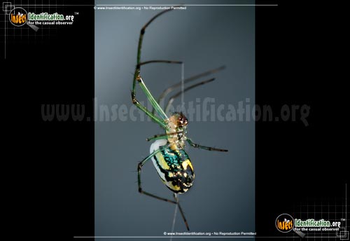 Thumbnail image #13 of the Venusta-Orchard-Spider
