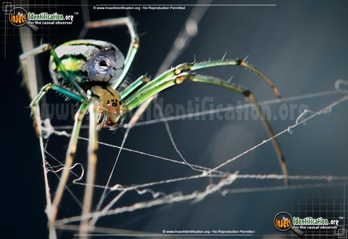 Thumbnail image #6 of the Venusta-Orchard-Spider