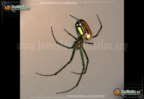 Thumbnail image #8 of the Venusta-Orchard-Spider