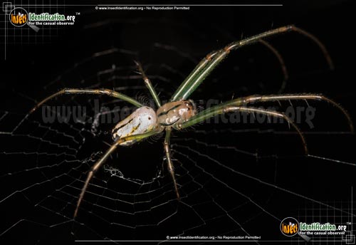 Thumbnail image #14 of the Venusta-Orchard-Spider