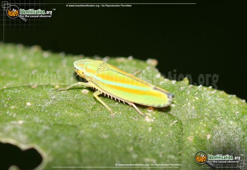 Thumbnail image of the Versute-Sharpshooter-Leafhopper