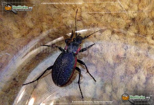 Thumbnail image #3 of the Vietinghoffs-Ground-Beetle