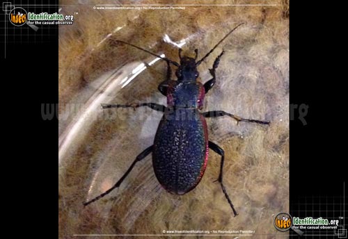 Thumbnail image of the Vietinghoffs-Ground-Beetle