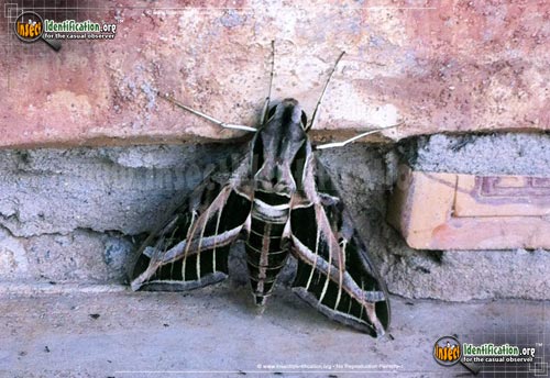 Thumbnail image #2 of the Vine-Sphinx-Moth