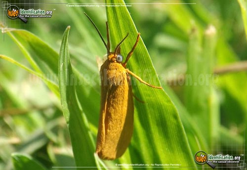 Thumbnail image #2 of the Virbia-Moth