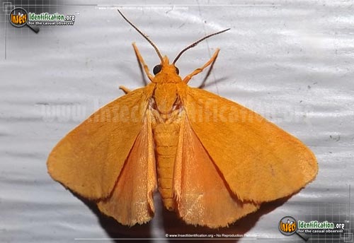Thumbnail image of the Virbia-Moth