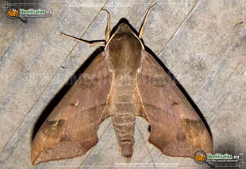 Thumbnail image #4 of the Virginia-Creeper-Sphinx-Moth