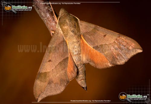 Thumbnail image #7 of the Virginia-Creeper-Sphinx-Moth