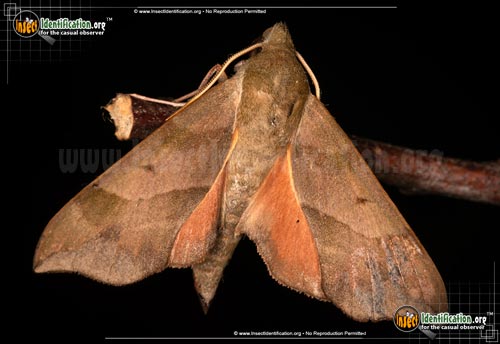 Thumbnail image #3 of the Virginia-Creeper-Sphinx-Moth