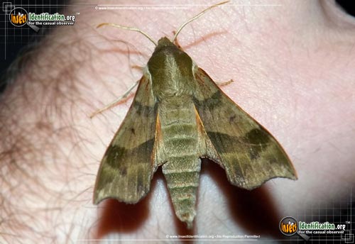 Thumbnail image #6 of the Virginia-Creeper-Sphinx-Moth