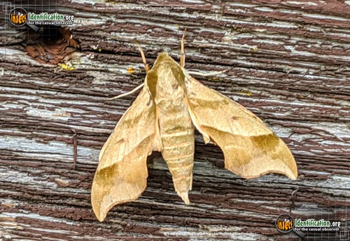 Thumbnail image #8 of the Virginia-Creeper-Sphinx-Moth