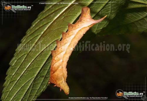 Thumbnail image #2 of the Virginia-Creeper-Sphinx-Moth