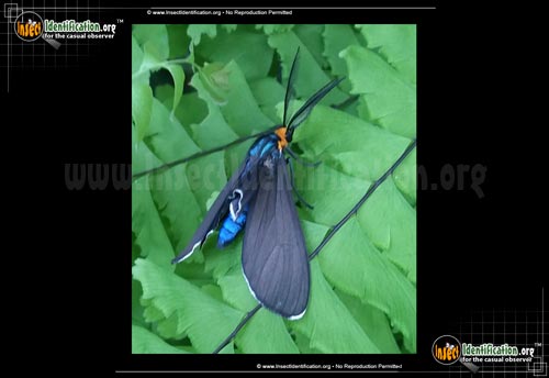 Thumbnail image #2 of the Virginia-Ctenucha-Moth
