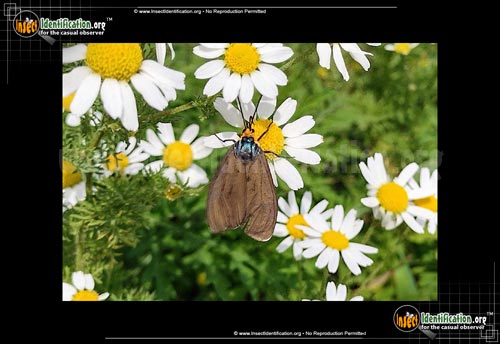 Thumbnail image of the Virginia-Ctenucha-Moth